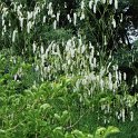 Sanguisorba tenuifolia var.alba